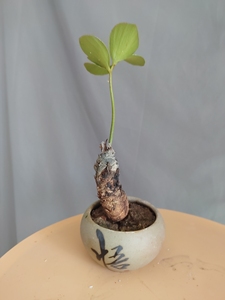 美洲白鳞铁盆景