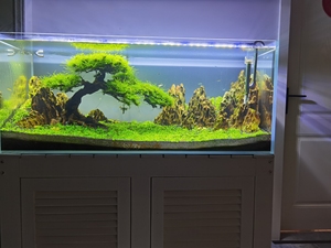 水草缸 鱼缸 造景水族缸 宽 0.5米长1.2米 大叨的勿