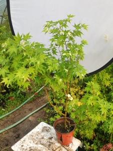 【幻彩红枫】幻彩红枫品牌,价格 - 阿里巴巴