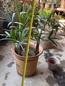 细叶粽竹(非金山棕)一物一拍 晋州自取带盆30,外地脱盆脱土