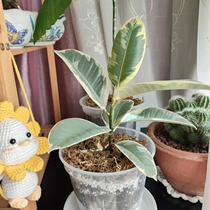 [树]给点阳光就灿烂的花叶橡皮树,又名花金刚.