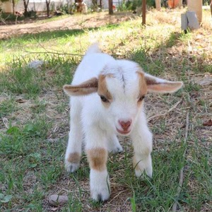 求购山羊,羊苗,种羊,价格可以商量就买只限与同城.