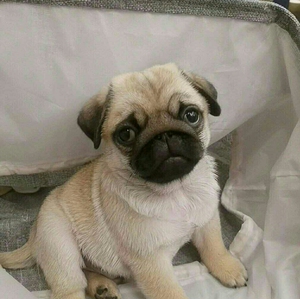 自家巴哥幼犬, 两个多月大,公母都有,疫苗驱虫都按期做了的