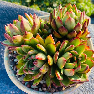 出纯露养多肉,一物一拍,冬云系贵妇指,多头整群.爆很多小崽.