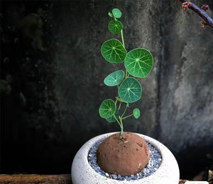 血藤山乌龟,又名金不换