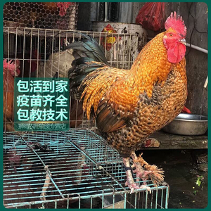 正宗金芦花鸡幼苗五颜六色小鸡批发半斤芦花鸡种蛋彩凤鸡本地土鸡