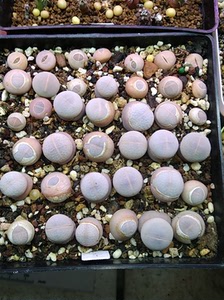 高尔夫生石花南蛮玉,0.9-1.6厘米之间,整盆38棵,19