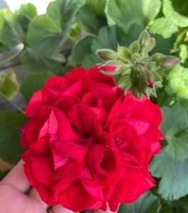 天竺葵朝霞小苗,顶芽扦插苗,图是开花的效果,花开成球,非常勤