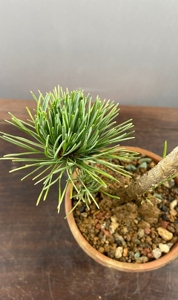 日本雪月花五针松,日本的稀有品种,八房叶性,针叶翠绿,品种纯