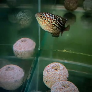 5公分左右,蛇纹白眼