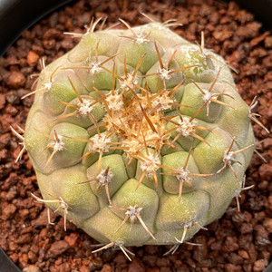 仙人球 孤龙丸 实生