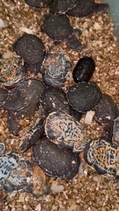 花面蟾头龟，头苗，3-4厘米干苗