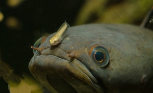 观赏鱼  彩虹雷龙苗2-3cm  南鳢  雷龙鱼   宽额鳢