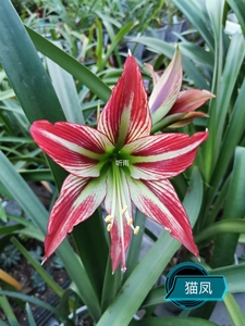 朱顶红猫凤中大球带一侧,球径4.8厘米左右状态如图3一4带根