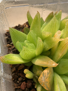 黄金宝草,黄金凝脂菊,很剔透的玉露类多肉,家里养养很舒心