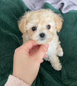 【萨摩耶幼犬疫苗】萨摩耶幼犬疫苗品牌,价格 - 阿里巴巴