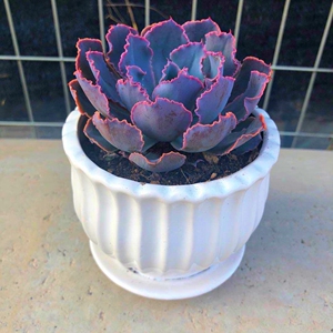 紫霞仙子 多肉植物盆栽绿植室内好养阳台客厅好养盆栽肉肉