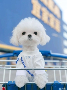 纯种马尔济斯犬韩版小体韩系茶杯马尔济斯幼犬小型犬上海犬舍