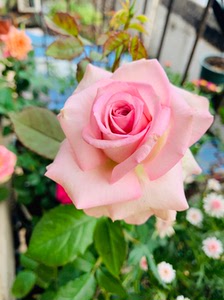 【深海狂想曲月季】深海狂想曲月季品牌,价格 - 阿里巴巴