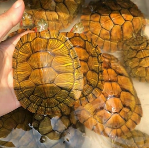 【两只20元】黄金巴西龟招财情侣下蛋活体观赏批发大小乌龟活物