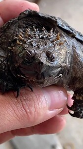 蛤蟆脸爆刺黑佛鳄龟小亚成纯佛,背甲10厘米大头爆刺 ,高背蛋