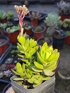 00菜苔2016淘宝多肉植物 绿植天狗之舞老桩0人付款4.