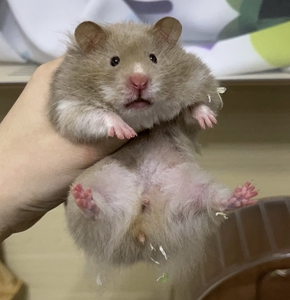 鸽灰玳瑁妹妹108包邮