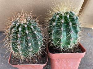 巨人柱 大型仙人柱多肉植物盆栽 开花仙人球 耐旱好养室内盆栽