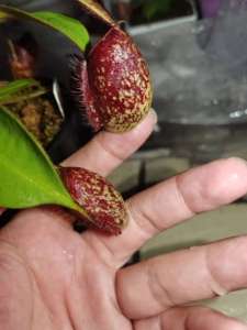 黑月苹果猪笼草