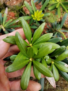 罗汉松叶宽短向下反卷翠绿大名达摩罗汉松雄株