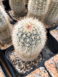 鹿角柱属实生仙人球御旗高14直径4.