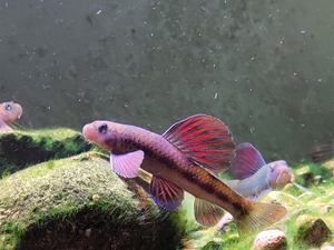 《建德小鰾鮈》冷水鱼 原生鱼建德鰾鮈母鱼10一条