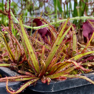 【阿帝露茅膏菜】大型品种好养可以轻松爆盆的食虫植物