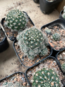 方便面仙人球 自根乌艳丸多肉植物群生开红花防辐射植物,满20