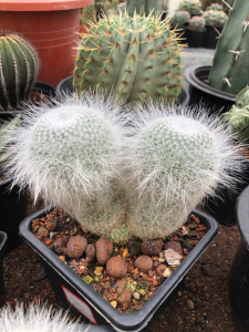 实生双头雪猿玉翁长毛玉翁仙人球直径13厘米实物如图