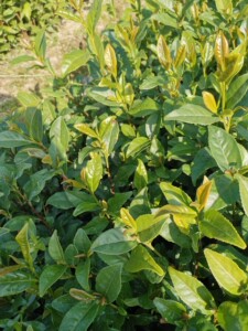 正宗安溪铁观音茶树苗观音茶叶树苗乌龙茶叶树茶苗盆栽绿植花卉