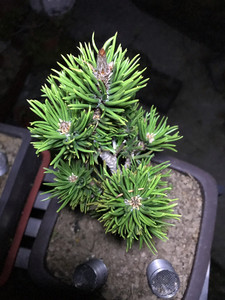 日本进口寸梢寸稍黑松