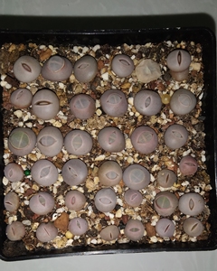 生石花南蛮玉高尔夫,0.9-1.3厘米之间,整盆38棵,19