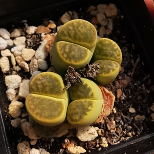 一物一拍 小萌物c362黄鸣玄四头群生 四年母本生石花