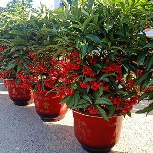 精品黄金万两室内绿植带果发货腰缠万贯易养大厅客厅室内绿植花卉