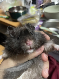 长毛金丝熊黑熊40r 一只包邮到家