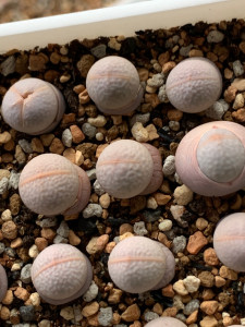 一年半高尔夫 生石花多肉 南蛮玉纯种mesa1480.5高尔