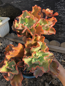 康康舞,包菜系多肉,粉绿色,漂亮漂亮,大棵群生老桩,七头整群