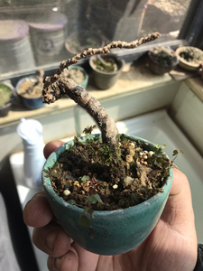 日本龙神爬山虎  神龙爬山虎 日本原盆原土