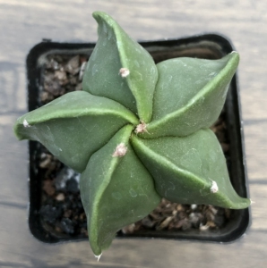 五角琉璃鸾凤玉 实生仙人球小盆栽 3-4cm 裸根不带土