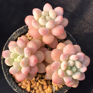 达芙妮 群生 多肉 植物 洛神 先锋派 泡泡糖 桃蛋 亚美