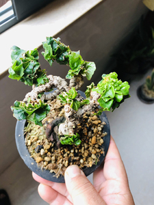 日本龙神爬山虎