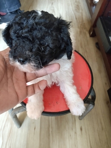 【花泰迪幼犬黑白】花泰迪幼犬黑白品牌,价格 阿里巴巴
