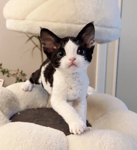 德文卷毛猫精品枫叶黑白开脸小妹妹.毛量好.活泼可爱.性格温顺