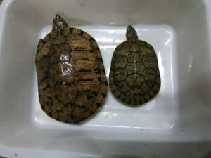 000人付款淘宝巨型巴西龟,特大母龟,宠物龟,可干养,镇宅,八斤多,背甲